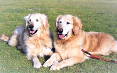 がんは生き方を問う　　ごあいさつ