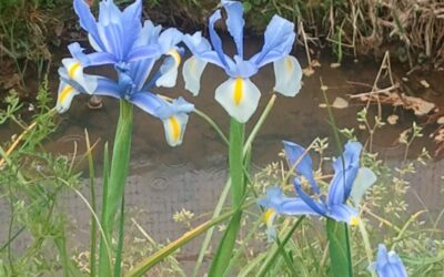 YMさんの手記 解説とコメント 編集者より