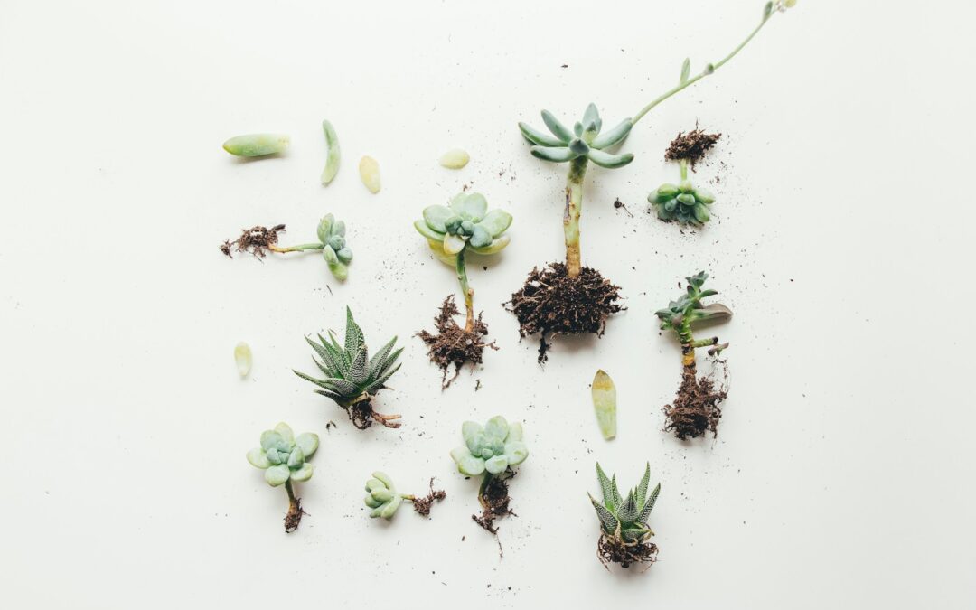 flat lay photo of succulent plant